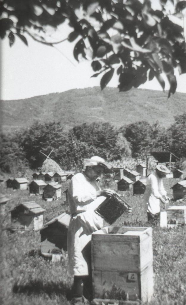 ГАПК. Фотофонд, негатив 05870. Общий вид пасеки в одном из совхозов края. Приморский край. 1965 г.